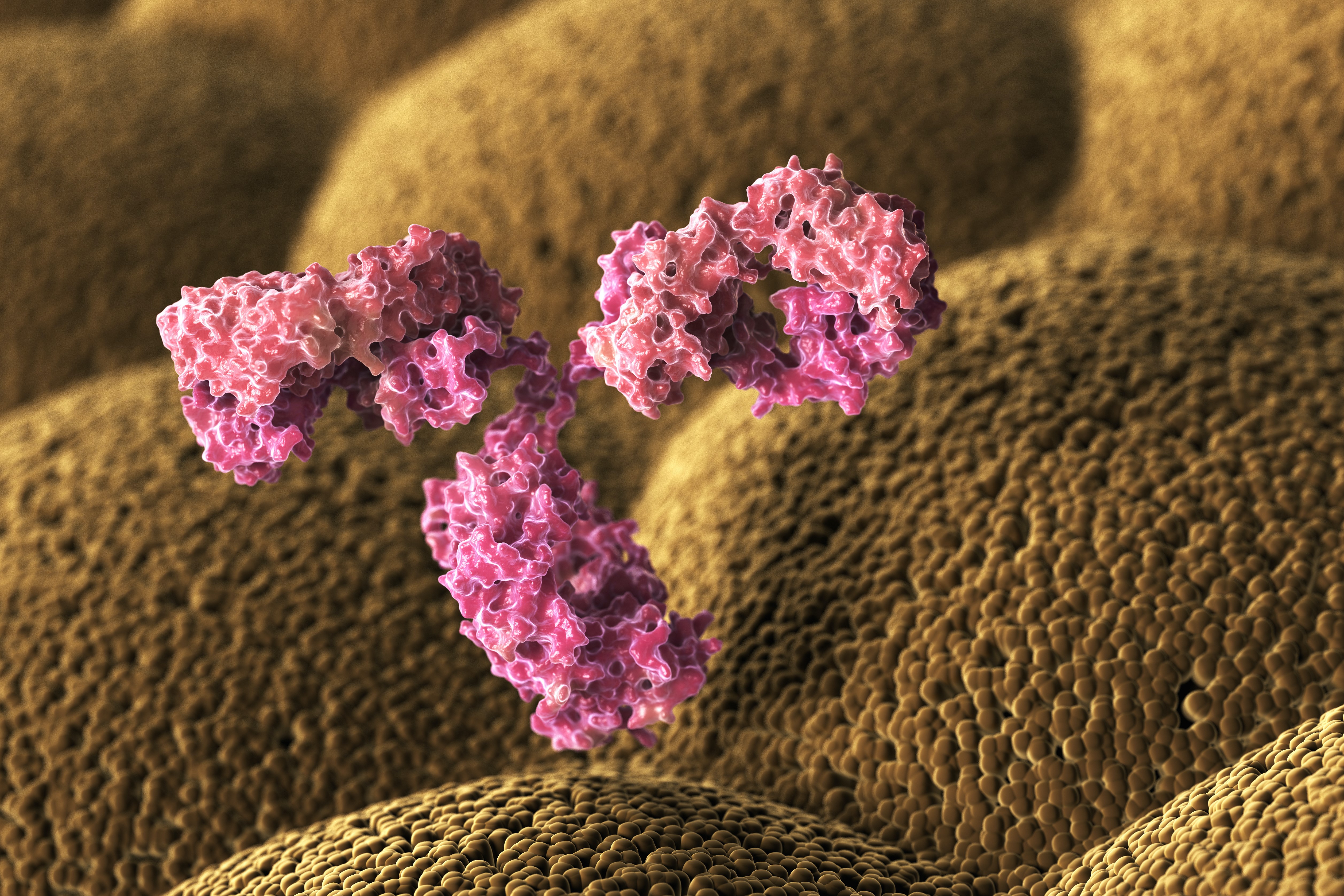 Antibodies
